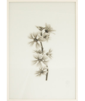 QUADRO DF-05.0.068