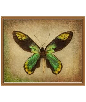 QUADRO DF-01.0.009